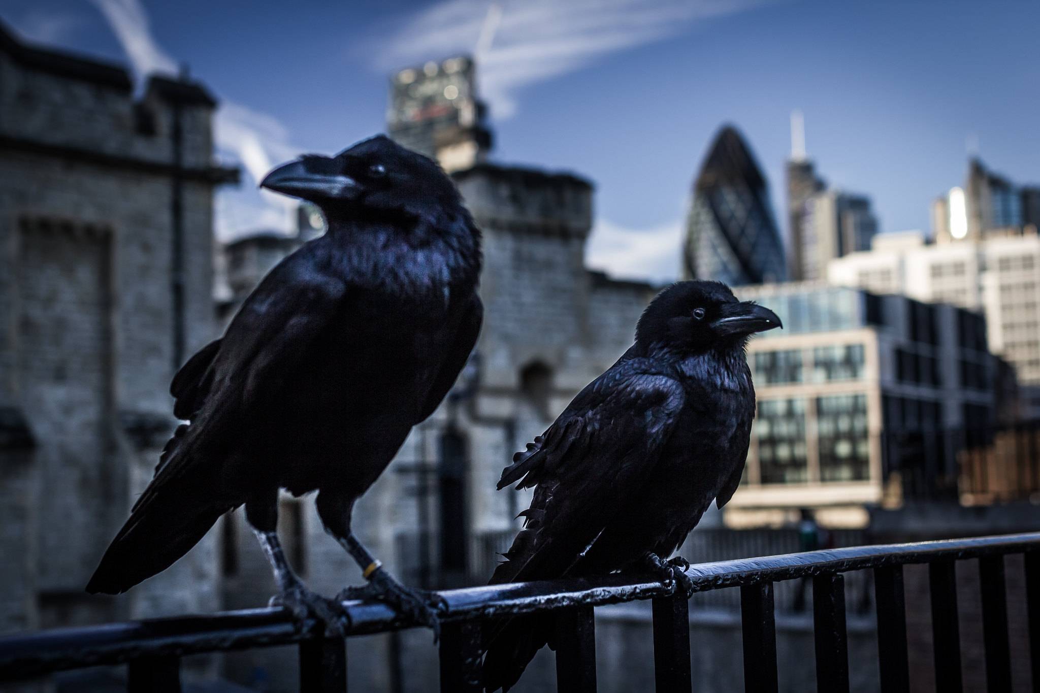 Tower of London welcomes first raven chicks - London Airport Transfers